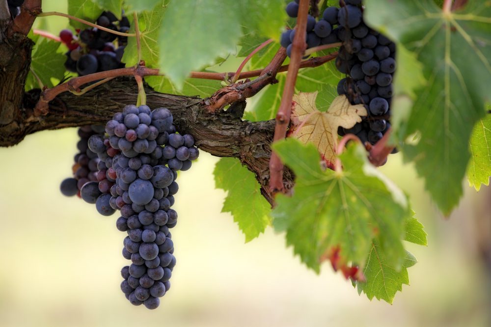 Der wahre Weinstock und Frucht bringen